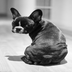 Dog Pedia HD